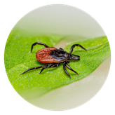 Ochraňte svého mazlíčka před klíšťaty a blechami!