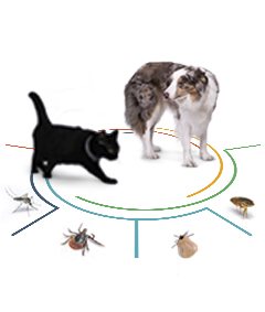 ikona klistata blechy pes kocka 