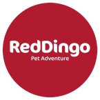 red_dingo_clanek_ikona