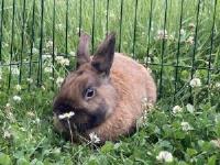 i-kralici-a-morcata-jsou-v-lete-radi-venku_001