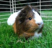 i-kralici-a-morcata-jsou-v-lete-radi-venku_002