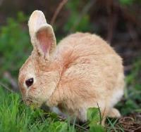 i-kralici-a-morcata-jsou-v-lete-radi-venku_003