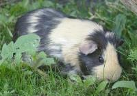 i-kralici-a-morcata-jsou-v-lete-radi-venku_004