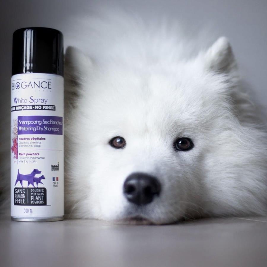 slasti_a_strasti_pece_o_srst_jak_na_koupani_psu_a_kocek_001