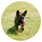 drogonuv_denik_cerven_clanek_ikona