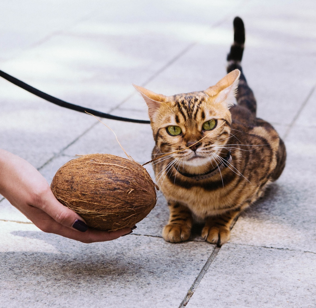 krmiva_hiq_pro_psy_a_kocky_vyziva_podlozena_vedou_clanek_002