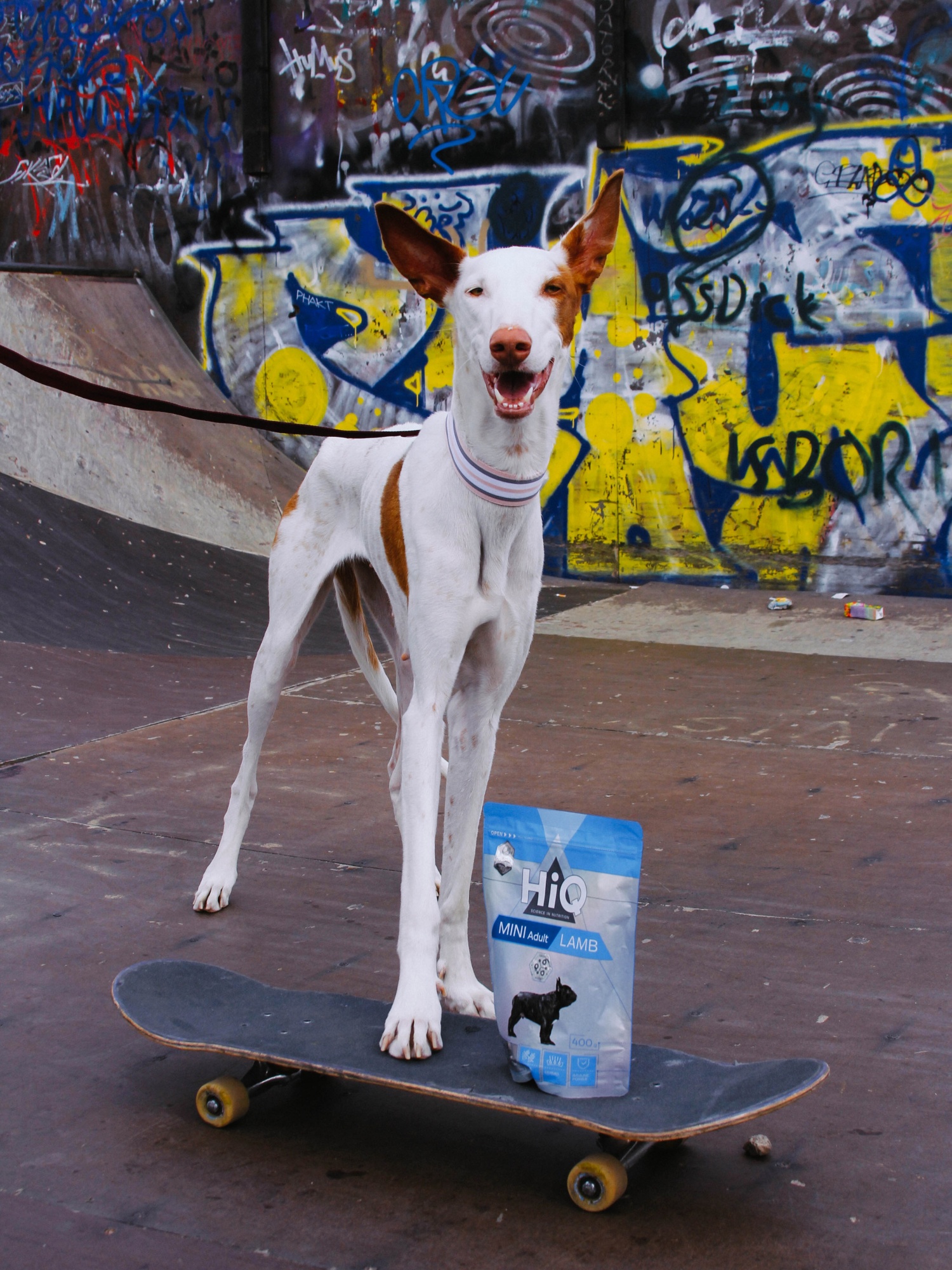 krmiva_hiq_pro_psy_a_kocky_vyziva_podlozena_vedou_clanek_005_I