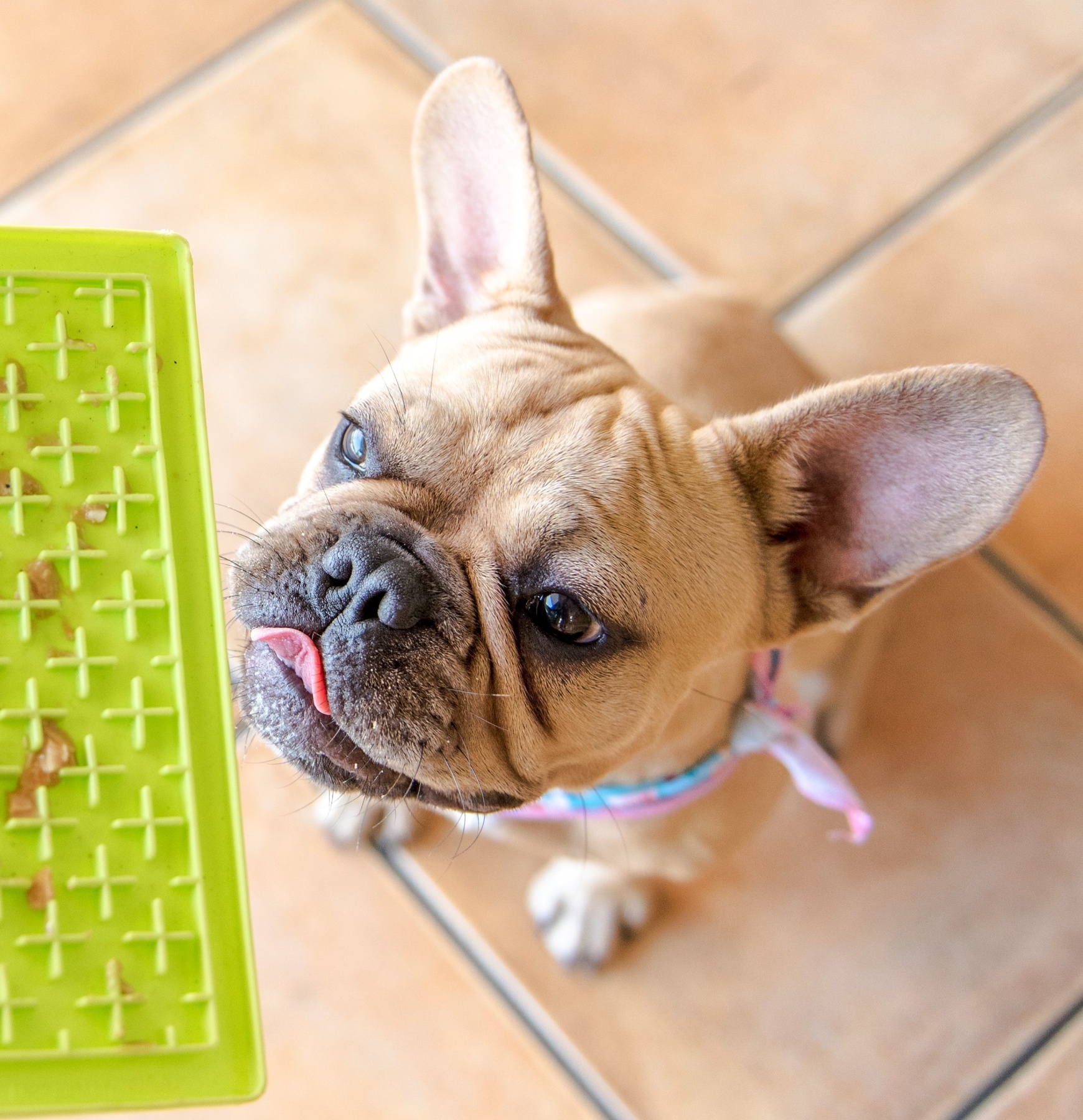 krmte_pomalu_zabavne_a_zdrave_s_lizacimi_podlozkami_clanek_002