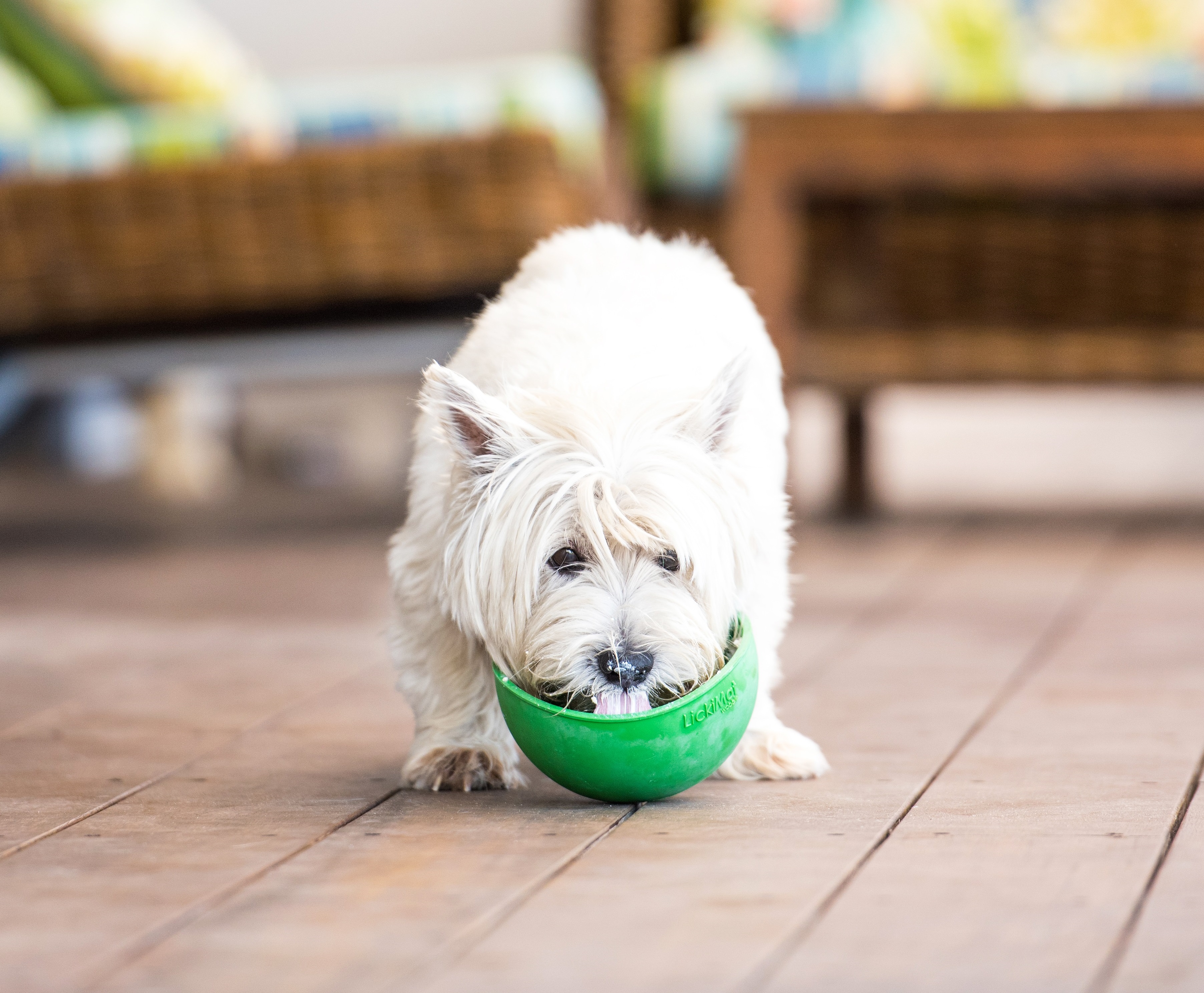 krmte_pomalu_zabavne_a_zdrave_s_lizacimi_podlozkami_clanek_006_new