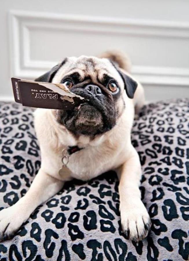 plysaci_p_l_a_y_dobyvaji_svet_clanek_001