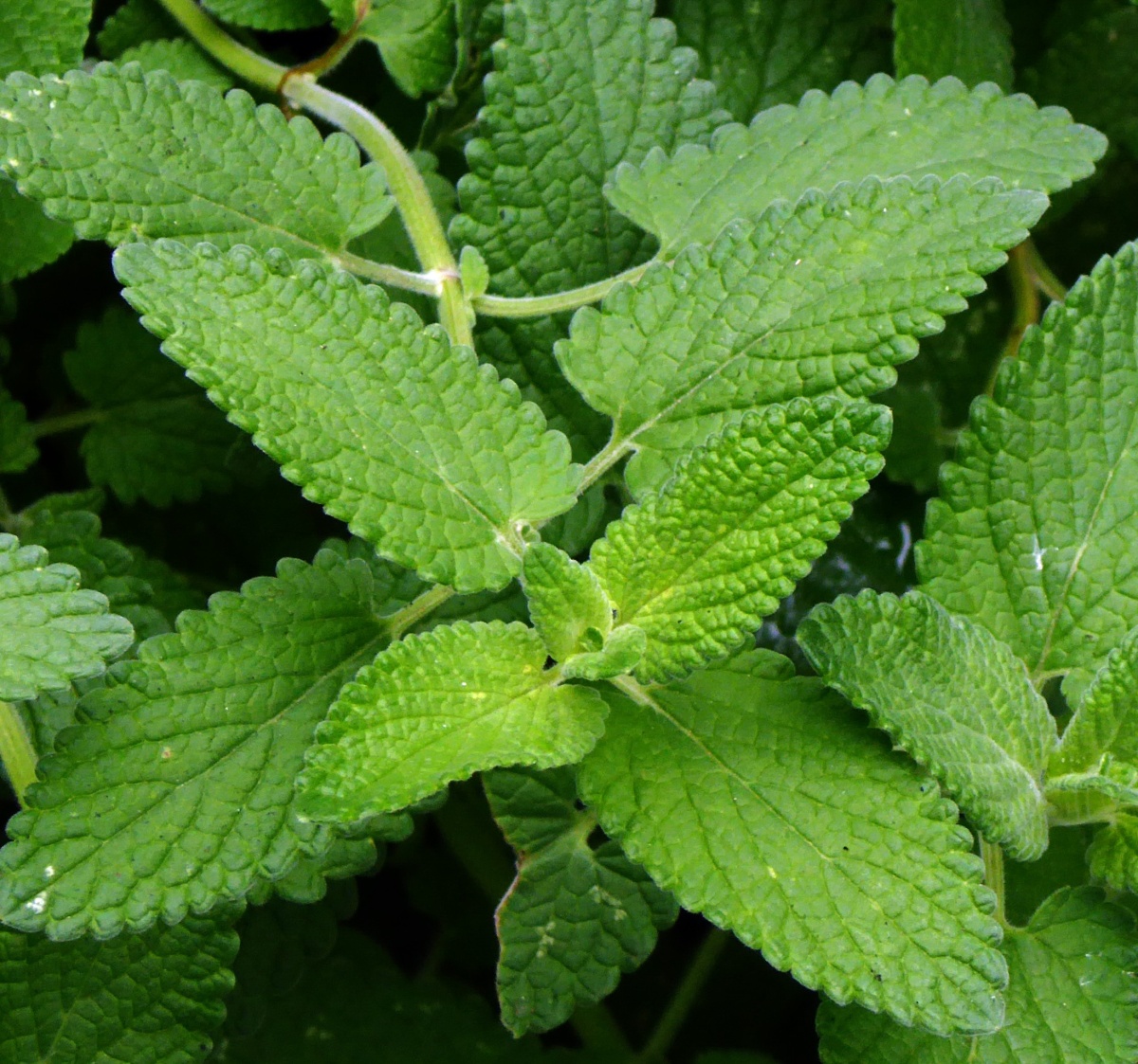 santa_kozlik_matatabi_byliny_na_ktere_kocky_leti_clanek_001