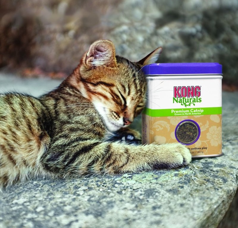 santa_kozlik_matatabi_byliny_na_ktere_kocky_leti_clanek_002