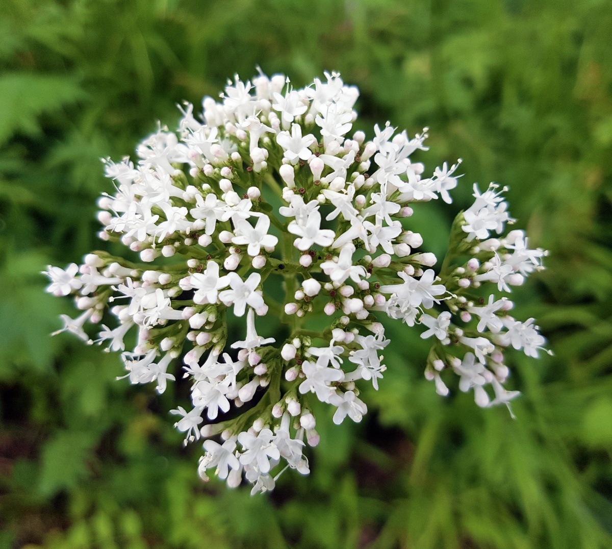 santa_kozlik_matatabi_byliny_na_ktere_kocky_leti_clanek_003