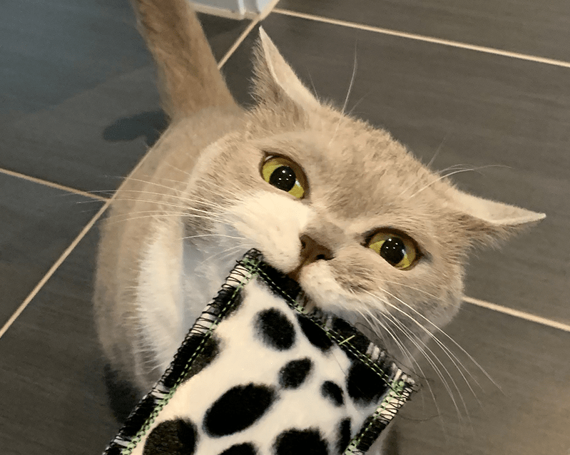 santa_kozlik_matatabi_byliny_na_ktere_kocky_leti_clanek_004