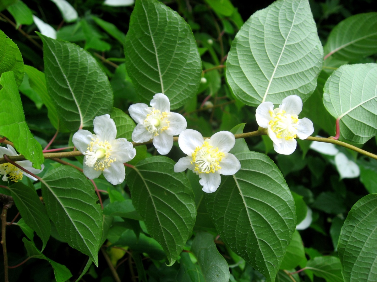 santa_kozlik_matatabi_byliny_na_ktere_kocky_leti_clanek_005