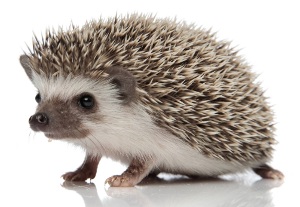 cunpic-hedgehog-clanek-001