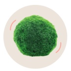 rasokoule-clanek-ikona