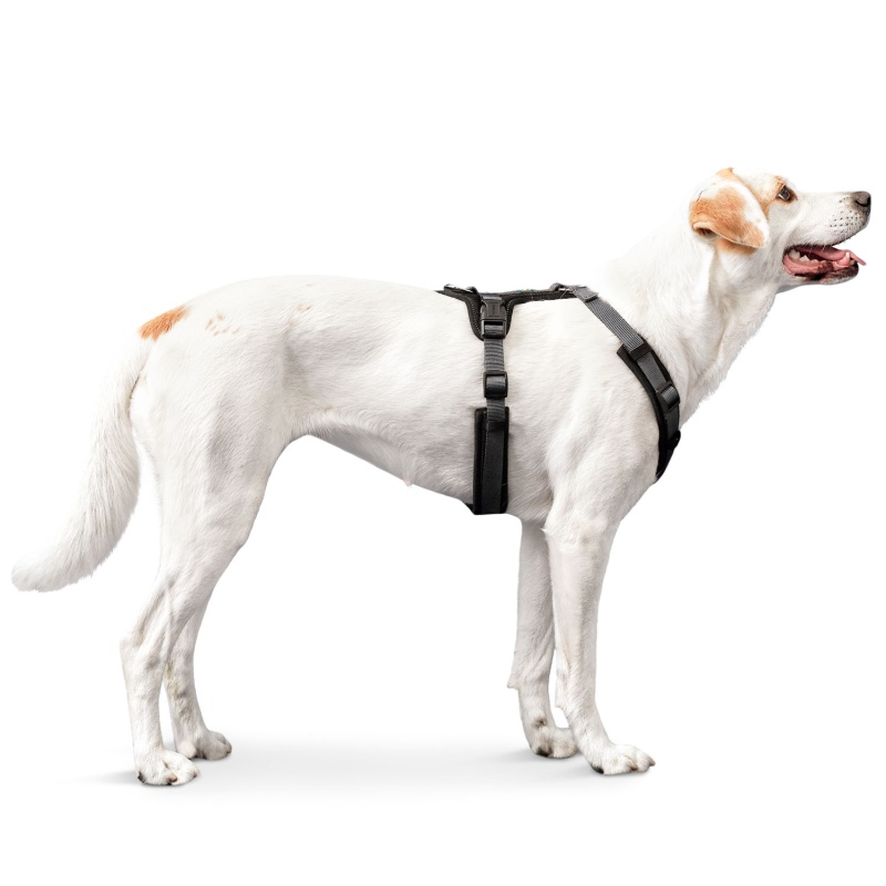 jak_vybrat_spravny_postroj_pro_psa_clanek_002