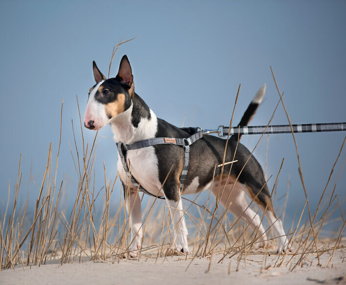 jak_vybrat_spravny_postroj_pro_psa_clanek_003