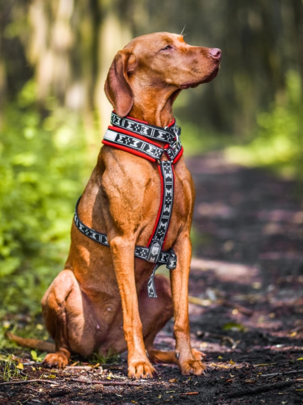 jak_vybrat_spravny_postroj_pro_psa_clanek_004