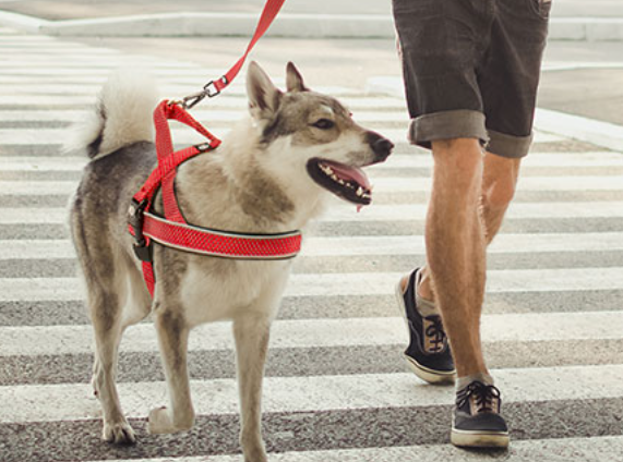 jak_vybrat_spravny_postroj_pro_psa_clanek_006