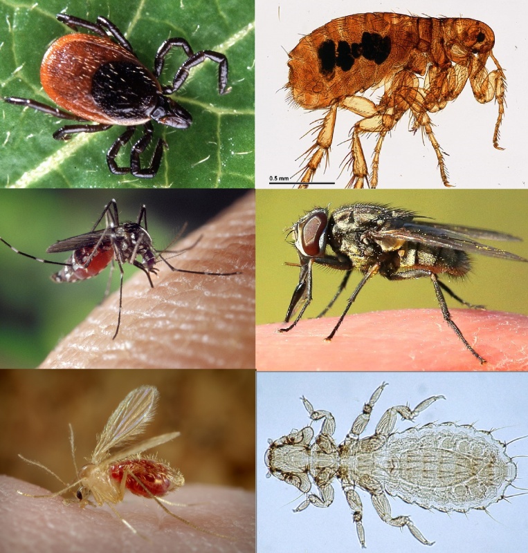 advantix_uzijte_si_leto_bez_obav_z_parazitu_clanek_002