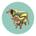 oblecte-sveho-psa-do-zimy-clanek-ikona