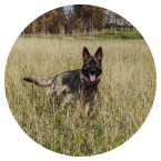 drogonuv_denik_zari_rijen_clanek_ikona