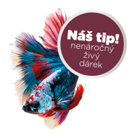 beta bojovnice ikona