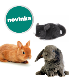 zvirata ze spanelska