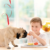 ikona proc nekrmit psa od stolu