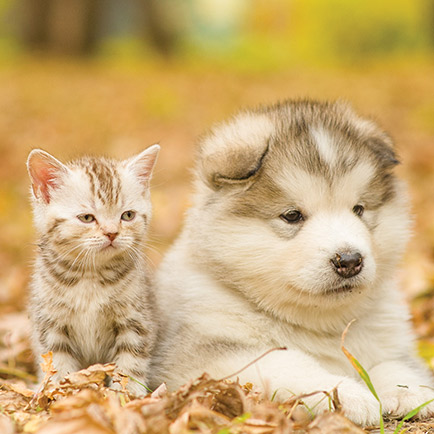 Natures Protection ikona