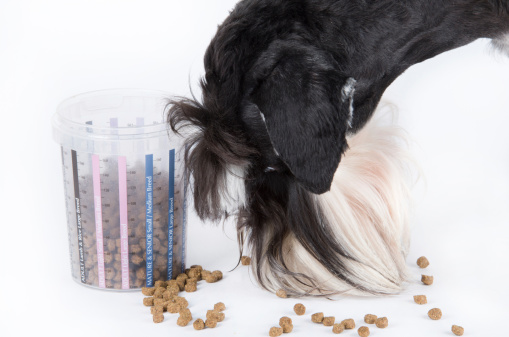 Holistické krmivo pro psy