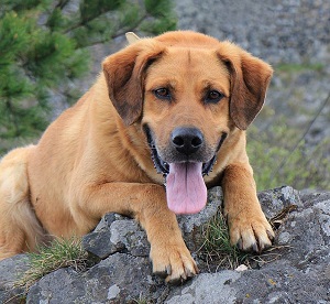 Bertík vyhrál třetí místo