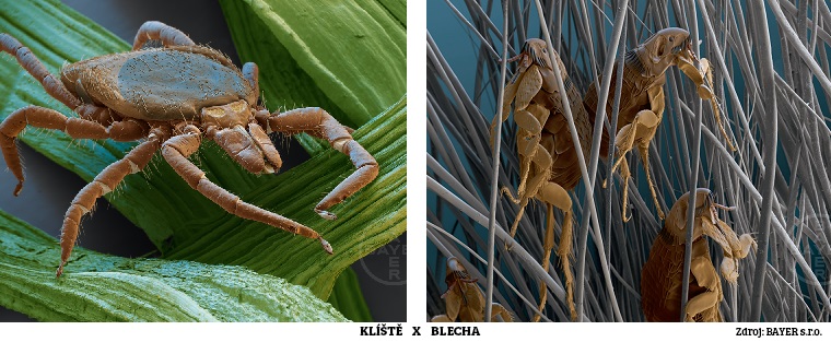 klíště a blecha