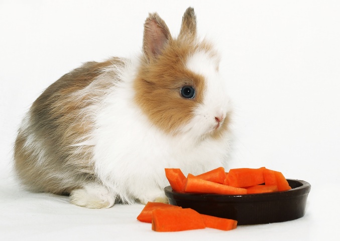 kralici Zverokruh Praha