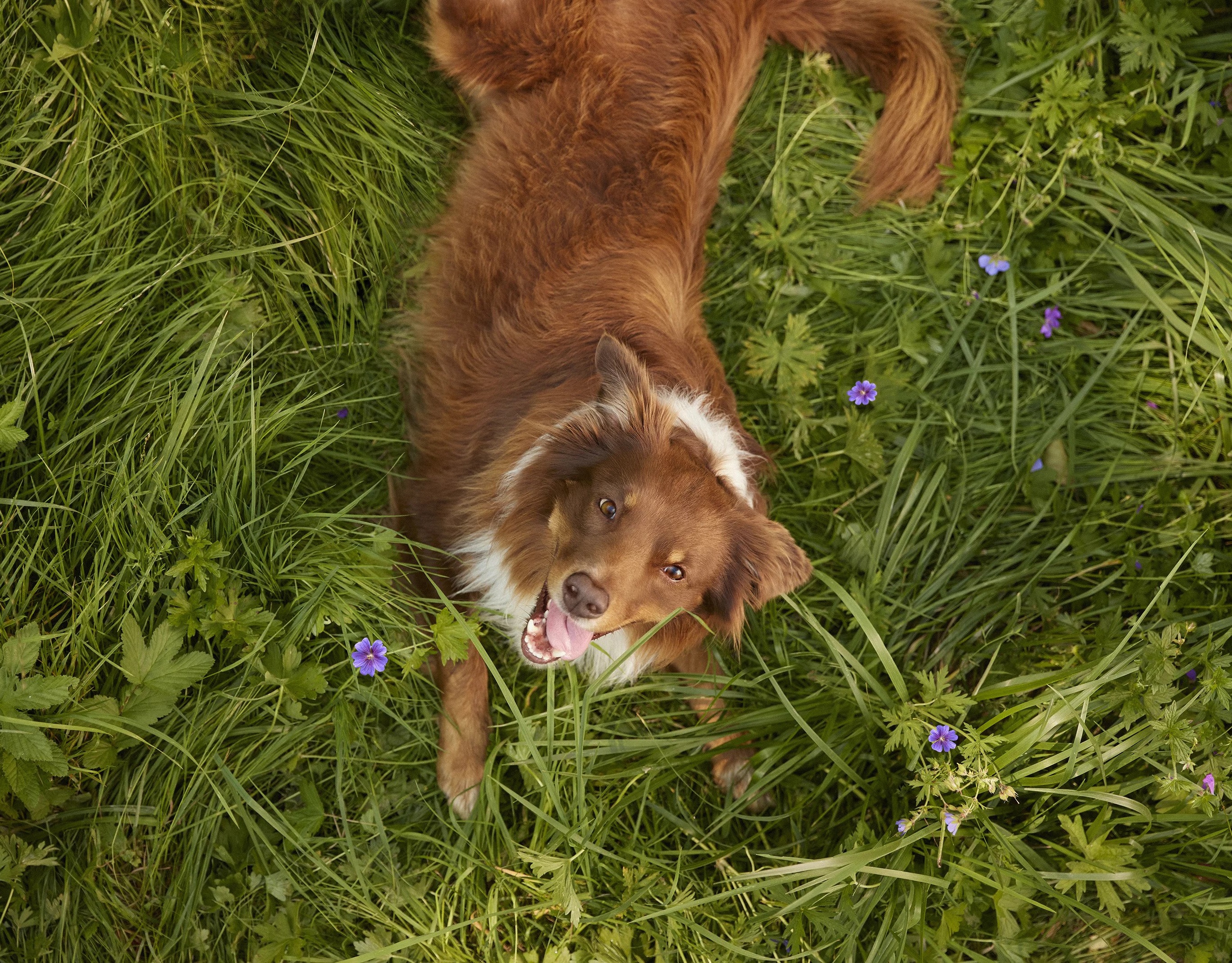 ucime_se_milovat_prirodu_stejne_jako_nasi_psi_clanek_001