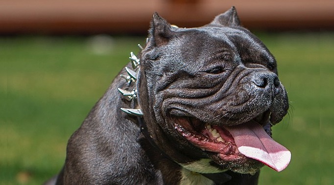 vzdorujte_vedru_canada_pooch_clanek_002