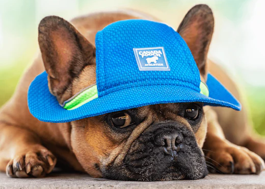 vzdorujte_vedru_canada_pooch_clanek_006