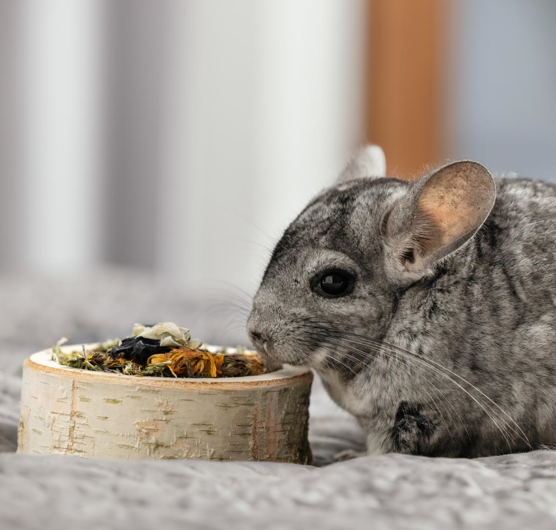 ham_stake_pamlsky_clanek_001