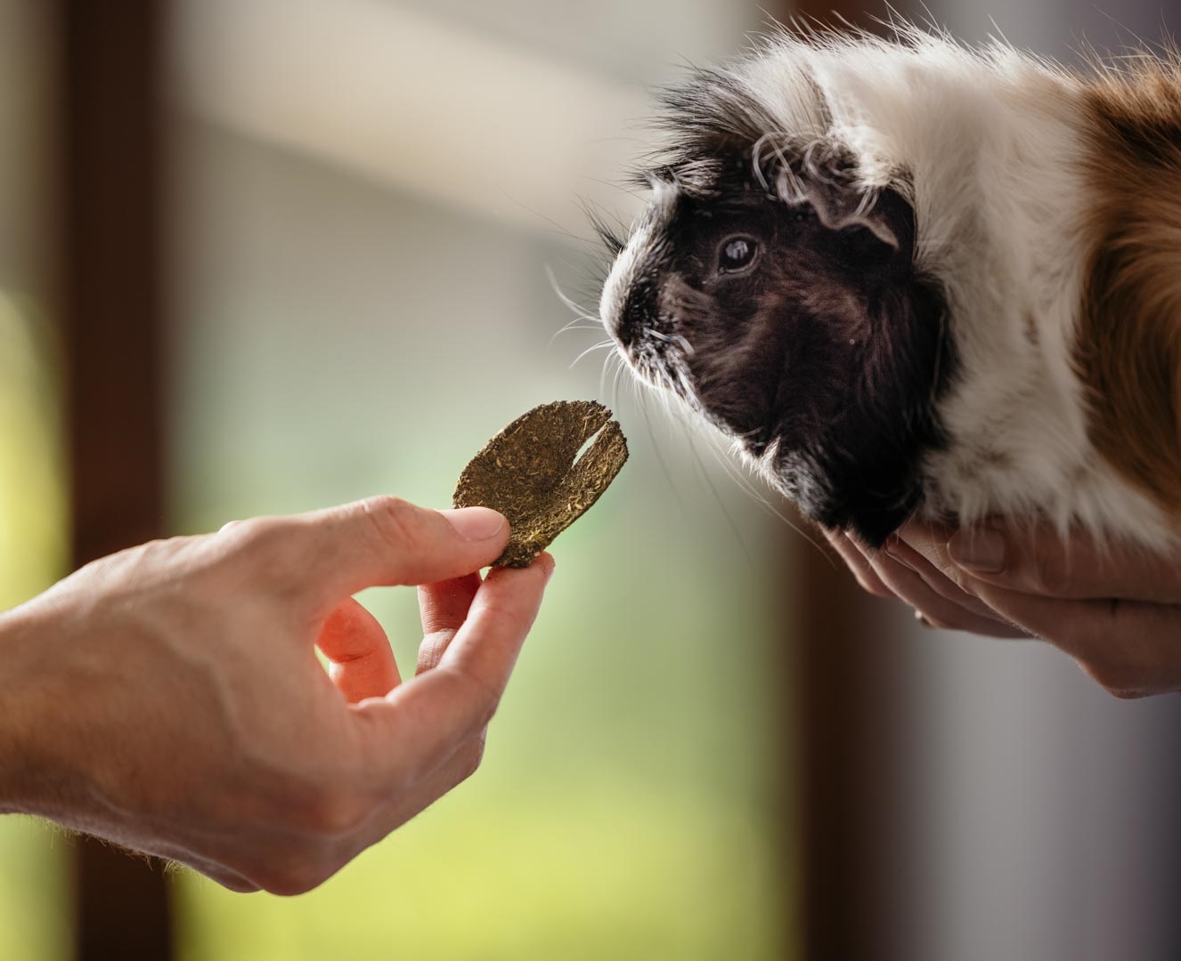 ham_stake_pamlsky_clanek_005