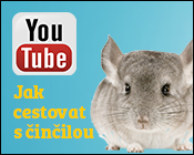youtube činčila