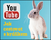 youtube králík