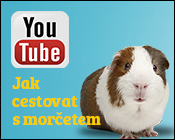 youtube morče