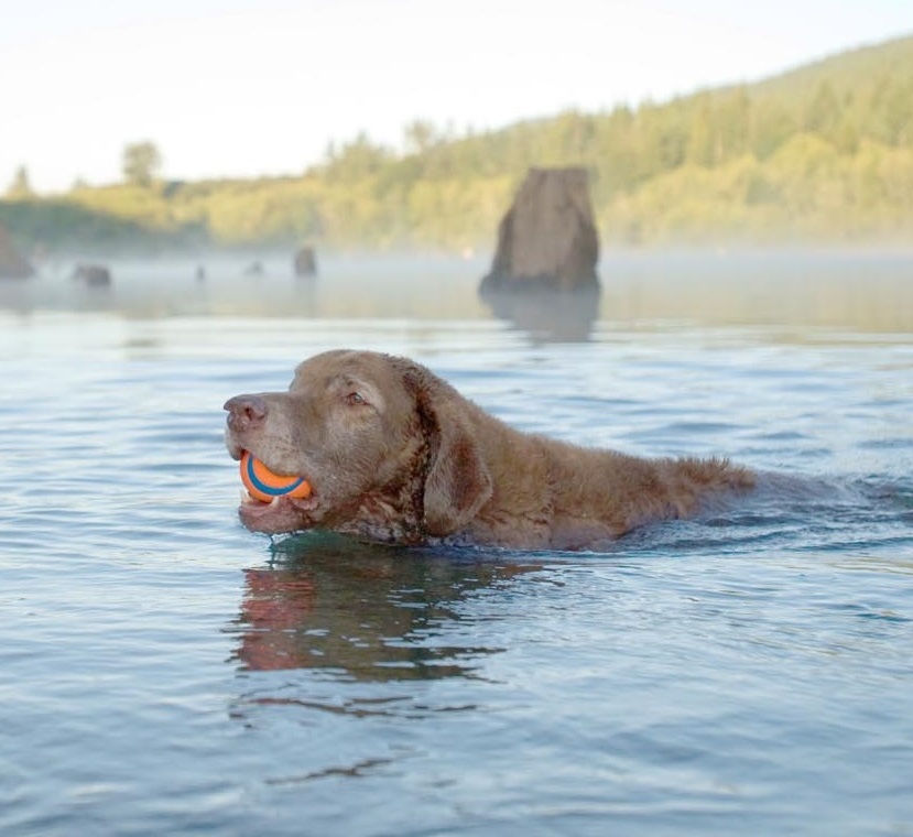 mrsknito_aneb_jak_hazece_chuckit_zmenily_svet_aportovani_001