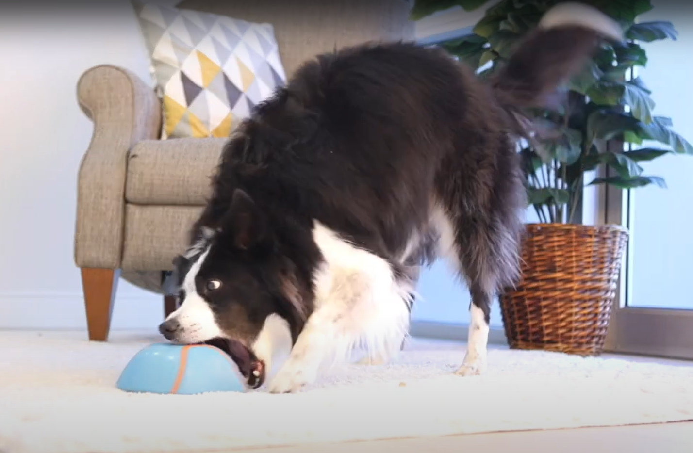 mrsknito_aneb_jak_hazece_chuckit_zmenily_svet_aportovani_005