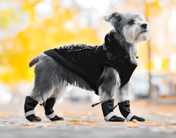 S_canada_pooch_vas_chlad_a_dest_nezastavi_001