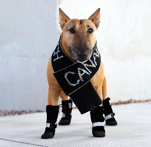 S_canada_pooch_vas_chlad_a_dest_nezastavi_003