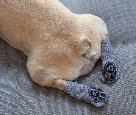 S_canada_pooch_vas_chlad_a_dest_nezastavi_004