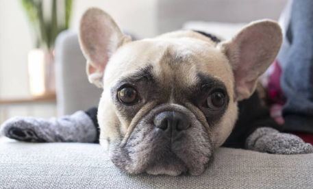 S_canada_pooch_vas_chlad_a_dest_nezastavi_005